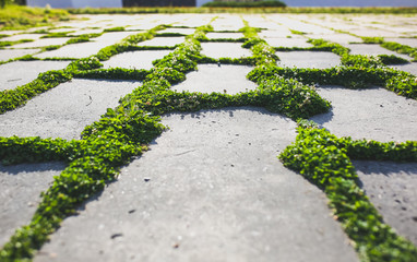 Green grass growing from the asphalt. Plant squares on the concrete road background. Urban nature concept.