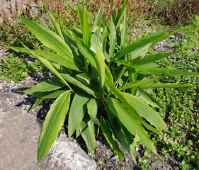 Galgant, Alpinia, officinarum