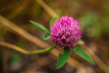 Macro photo of a pink clover with dewdrops