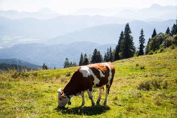 Fototapeta na wymiar Kuh auf der Weide , im Hintergrund Berge
