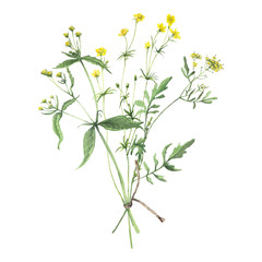 Watercolor bouquet of wild flowers and herbs. Isolated on white background
