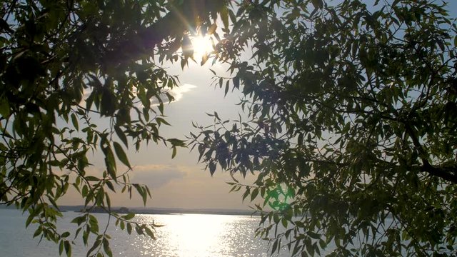 The camera is traveling slowly inside the see through green trees. Sunset  with god-rays in the back. slow motion