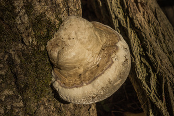 Pilze