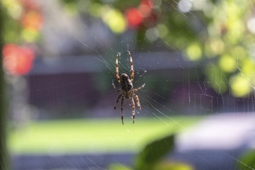 Cross spider in the center of his web on a blurred green and red background.