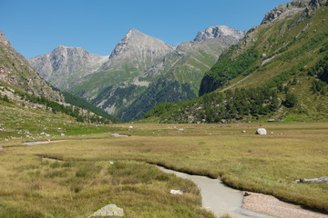 Mountain meadow. Myrdy valley. Caucasus