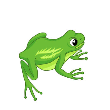 A sitting green frog on a white background