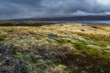 Autumn tundra landscape. Autumn nature background.