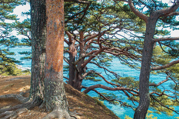 Beautiful panorama of pine forest on the coast. Rocks and seashore