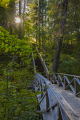Wooden pine forest road