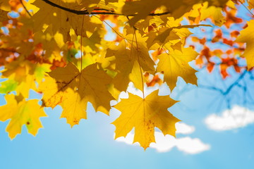 Maple leaves on a background of the blue sky