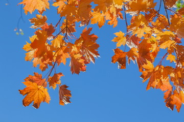 Maple leaves on a background of the blue sky