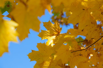 Maple leaves on a background of the blue sky