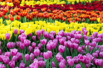 the beautiful colorful tulips field