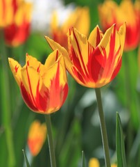 Tulips. Beautiful flowers.