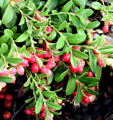 Preiselbeere, Vaccinium, vitis-idaea