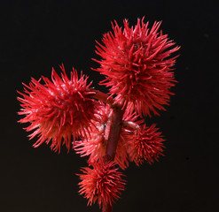 Rizinus, Ricinus Communis, Giftpflanze