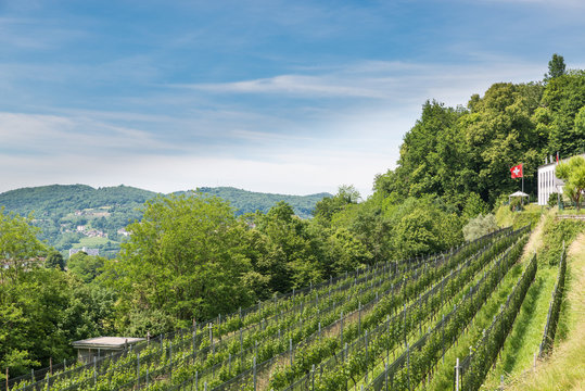 Vineyard in Switzerland, on the hills above the town of Chiasso, Canton Ticino. In this area the Merlot Vine accounts for about 80% of the cultivated area