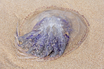The purple poisonous jellyfish lies on the beach, on the sand. The jellyfish thrown ashore © Ekaterina