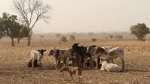 Fr&ecirc;les plantation au Togo