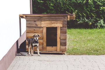 Cute happy puppy dog near his house on a sunny day. Dog booth. House for an animal? The dog protects the territory