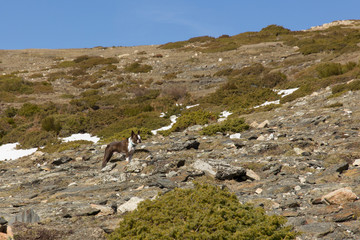 Perro subiendo al Matagalls por Collformic