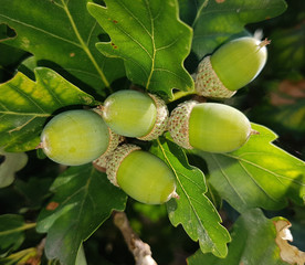 Eiceln, Traubeneiche, Quercus, petraea © Ruckszio