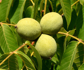 Walnuesse, Walnussbaum, Juglans, regia