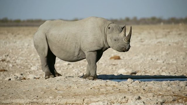 A black (hooked-lipped) rhinoceros (Diceros bicornis) at a waterhole, Etosha National Park, Namibia