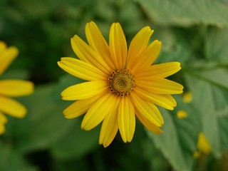 Polonne / Ukraine - 11 September 2018: flowers with yellow petals on the blurred background of nature