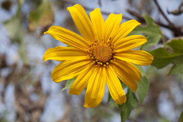 yellow flower in the garden