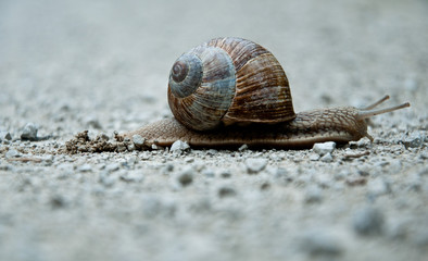 snail close up