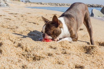 Perro jugando con una pelota en la arena