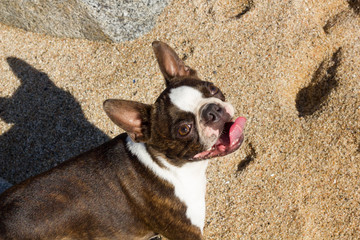 Perro contento en la playa