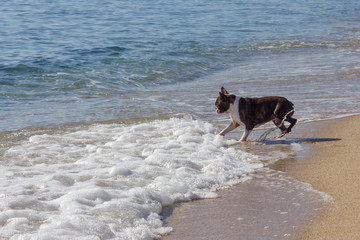 Perro contento en la playa