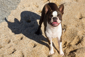 Perro contento en la playa