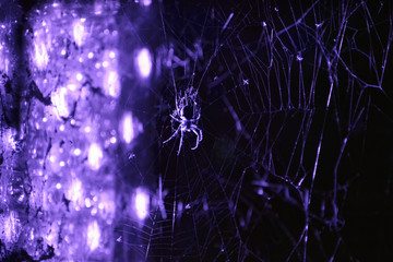 eerie spider in violet light to halloween 