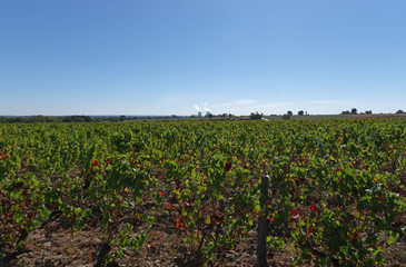 Fototapeta na wymiar Vineyards in the Loire valley