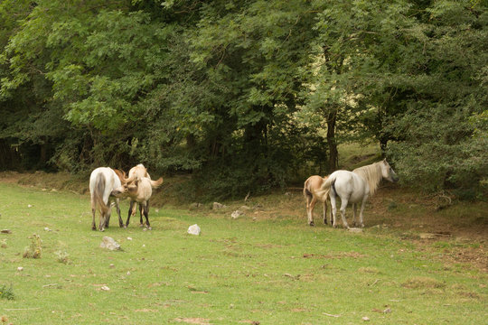 Cavallos libres en un prado