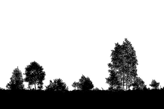 Realistic birch trees silhouette (illustration).