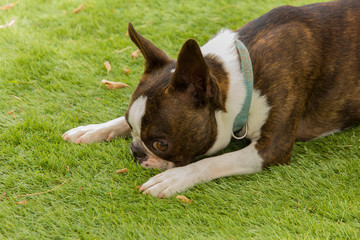 Perro tumbado en el césped