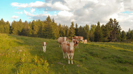 AERIAL: Flying towards a herd of curious cows standing in the large pasture.