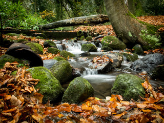 stream in forest