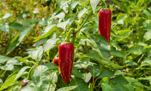 Rote Peperoni an Pflanze