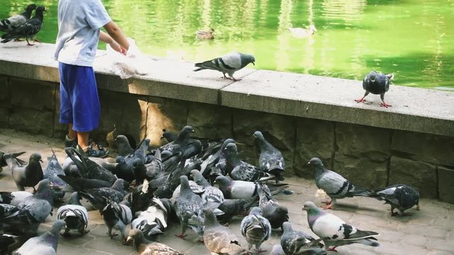 The boy feeds pigeons in the park near the lake.	Slow motion.	