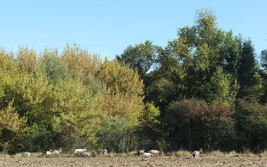 herd og goats in the Loire valley