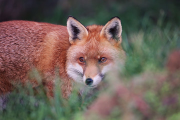 Fototapeta premium red fox vulpes vulpes