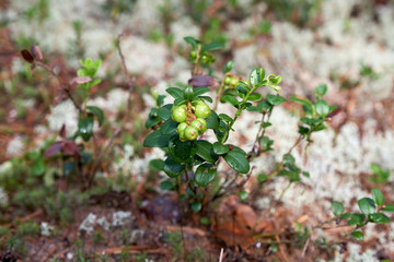 The image of the green cranberries. A young berry growing in the forest.