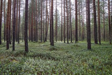 The picture of the forest. Beautiful landscape of trees and cranberries.