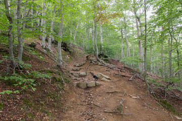 Subiendo al Matagalls desde Sant Mar&ccedil;al
