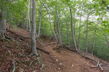 Subiendo al Matagalls desde Sant Mar&ccedil;al